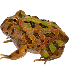 Cranita Pacman Frog